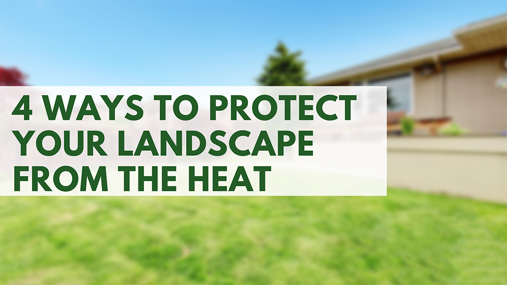 4 Ways to Protect Your Landscape From the Heat.png